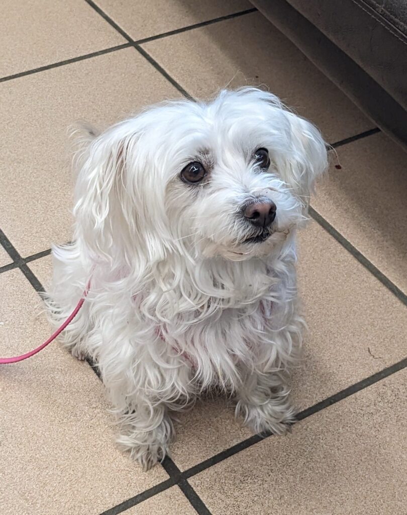 Nala, elle a 6 an, c'est un bichon Maltais croiser Yorkshire.