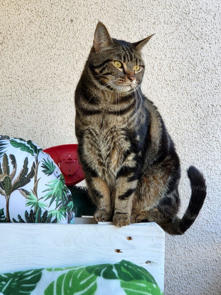 Léo, 8 ans. Chat tigré souvent exigeant