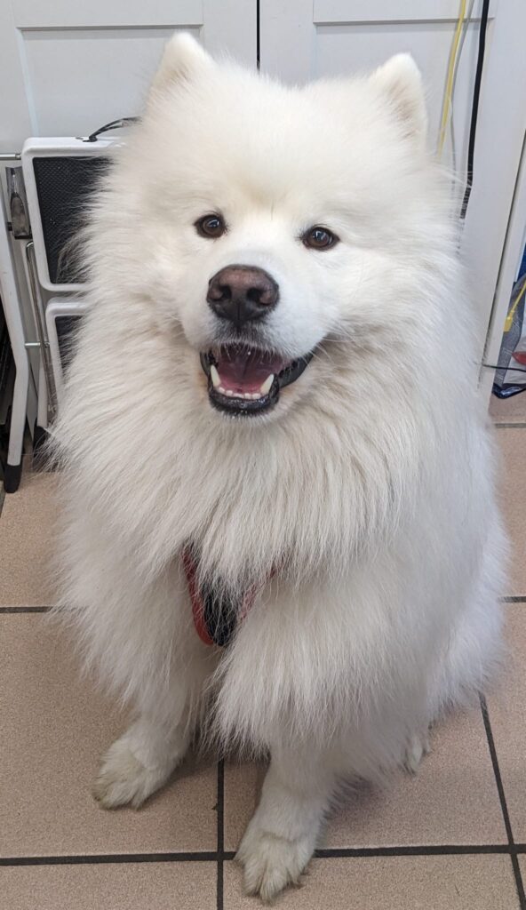 Sushi est un magnifique Samoyède de 3 ans 1/2.