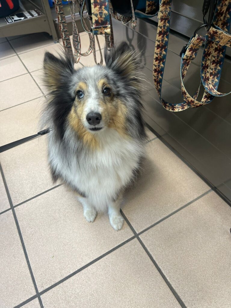 Tango Berger de Shetland de 8 ans un peu grognon à ces heures, mais adore piquer les lits des autres ! Mais aussi la nation et quand il joue il aime bien causer !