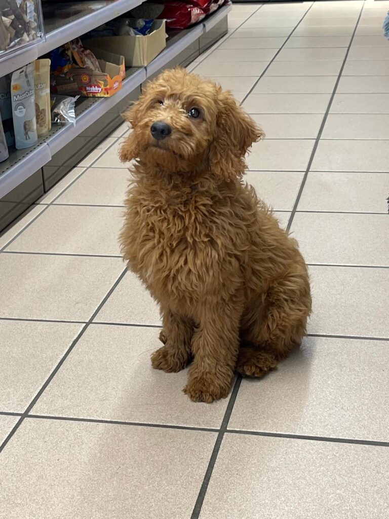 Blue goldendoodle
