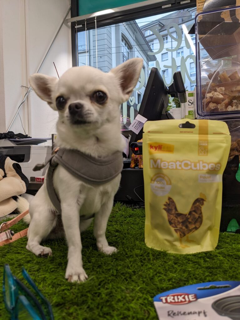 Dizzi Chihuahua