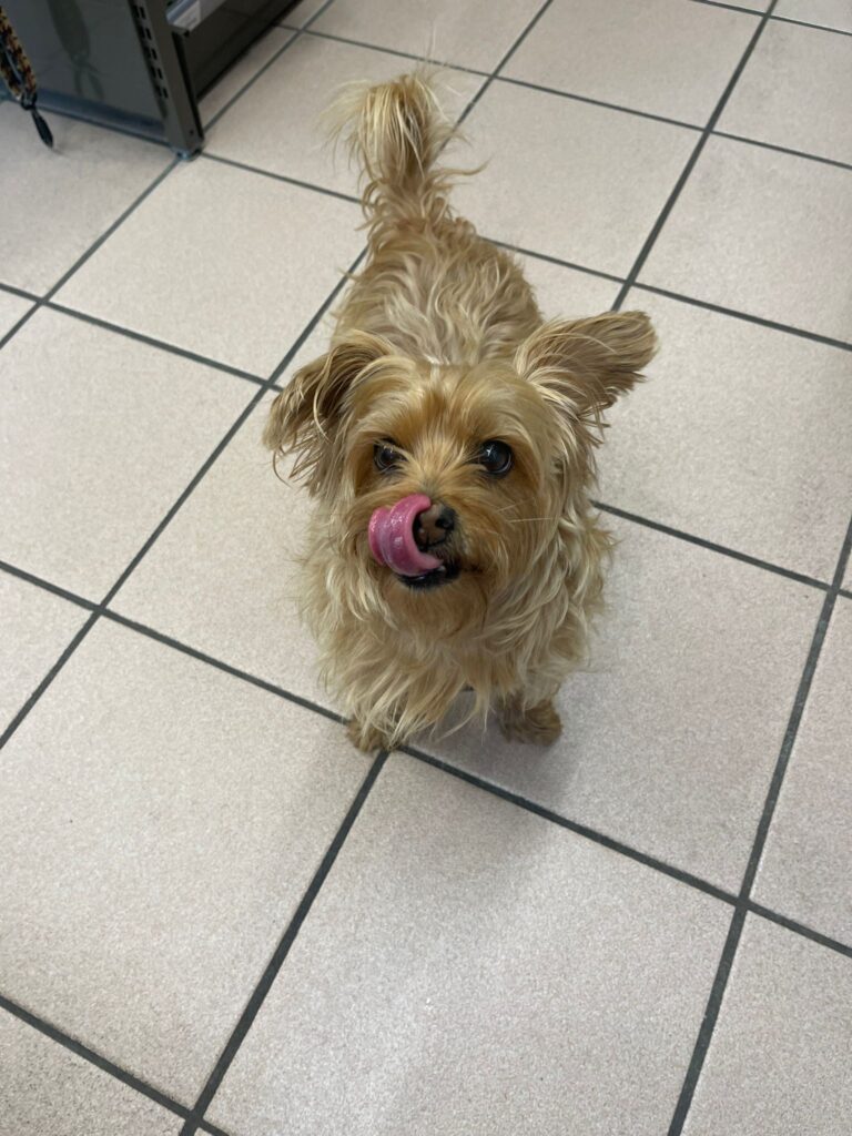 Estrella 7ans Yorkshire mélange et andalouse grande chasseuse de souris et de renard heureusement j’ai GPS. J’ai eu un sarcome de 10cm a l’estomac et on m’a sauvé! Aujourd’hui je suis pleine forme!