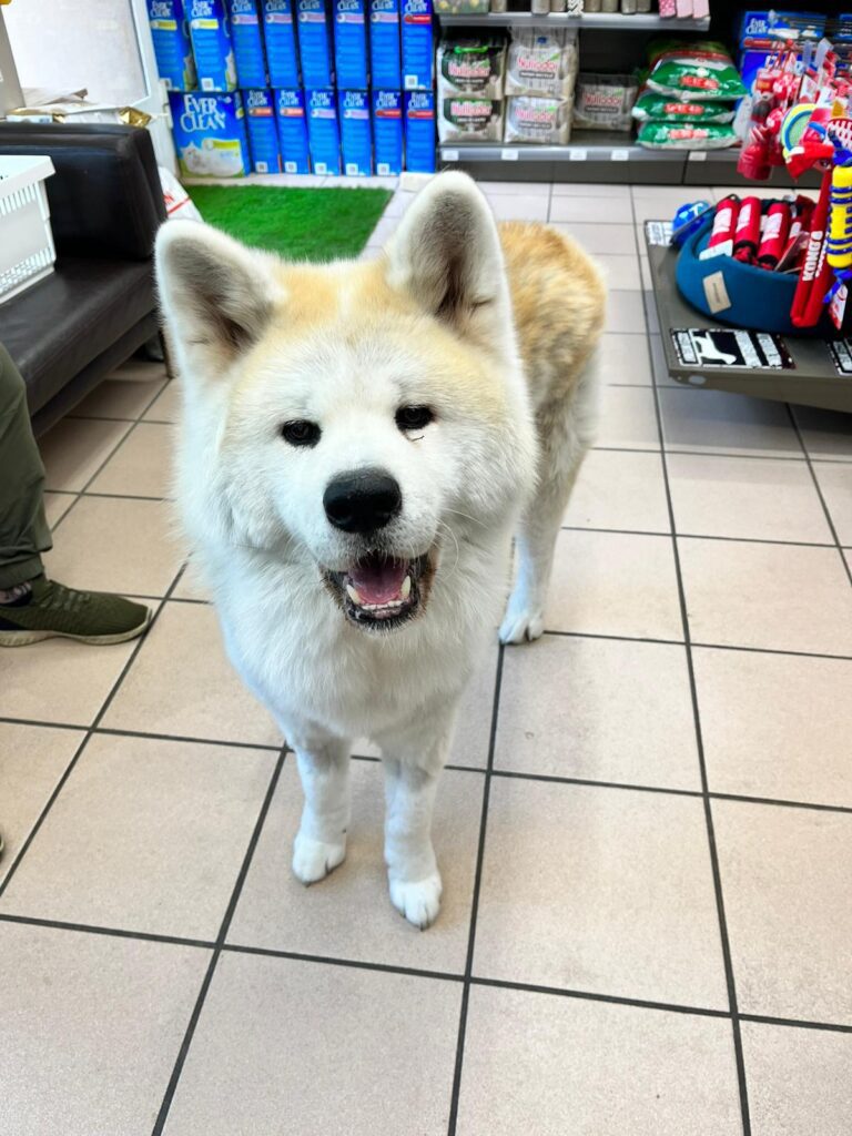 Hatchi Atika