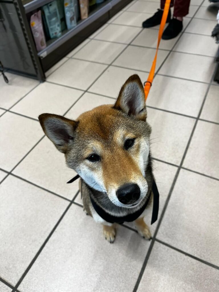 voilà Ipa comme la bière, Une jolie Shiba qui aura un an jeudi, un petit bélier. Qui est un peu têtu, qui d’adore les gratouilles, les interactions avec les chiens et bien sûr, jouer. Sa passion est de mettre le basare dans la maison avec ses jouets, les grasses mat, creuser des trous et chasser les papillons et les flocons de neiges.