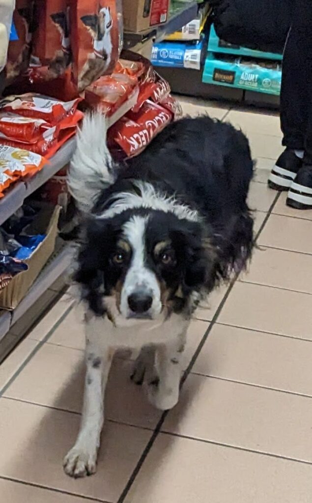 Inouk, border Coli de 2 ans elle est super active Inouk, elle fait du mouton et de l'agility avec sa maîtresse. Elle n'aime pas trop jouer et les friandises. Mais, elle adore les câlins