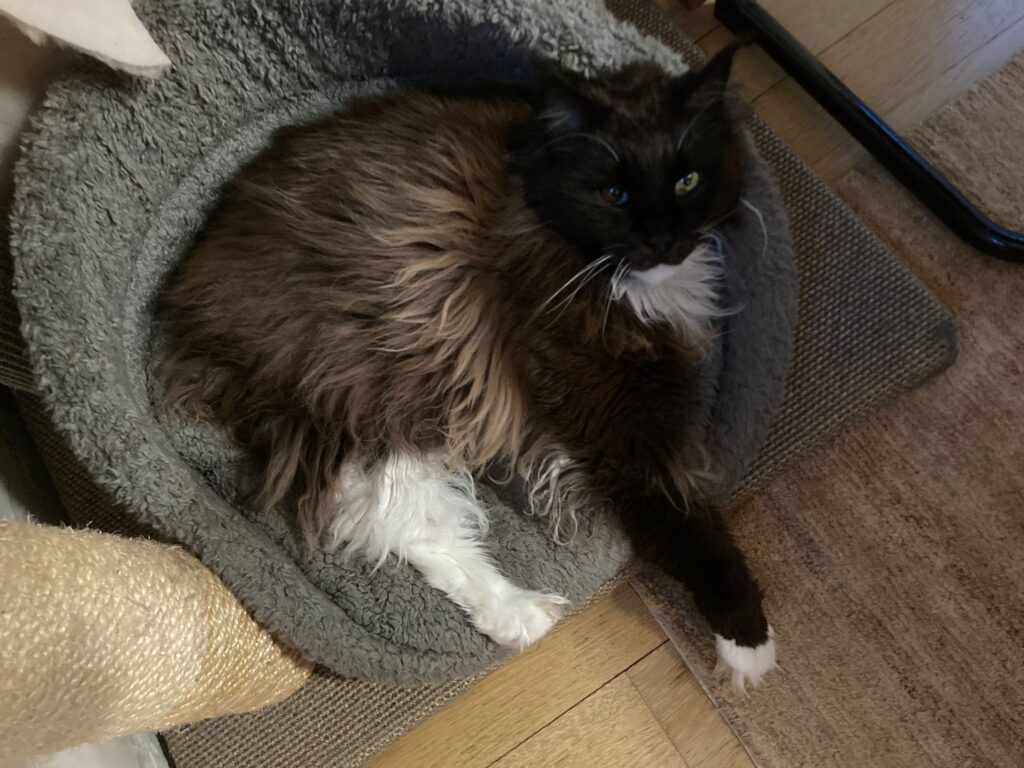 Java Main Coon