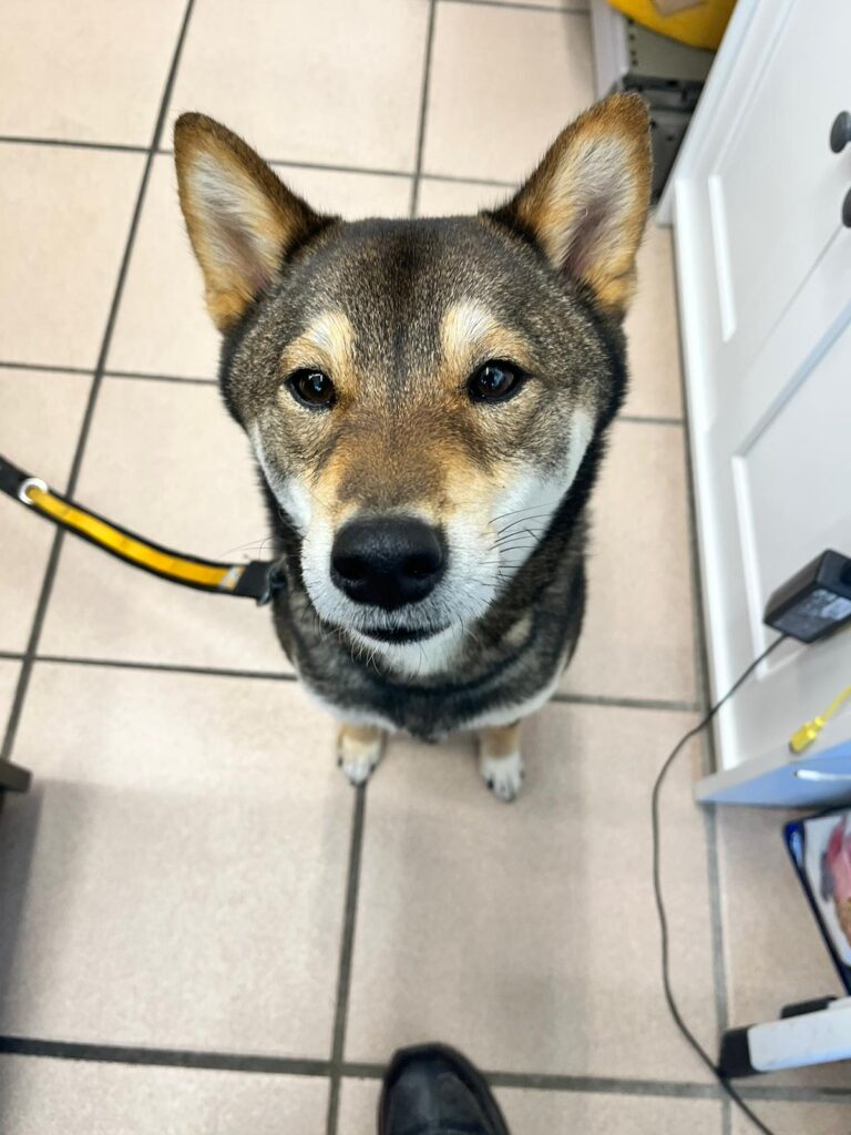 Kaito shiba