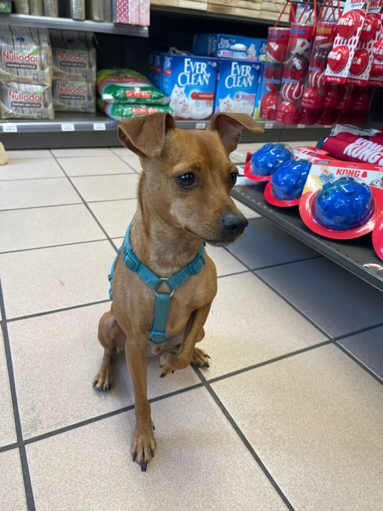 Kay pinscher