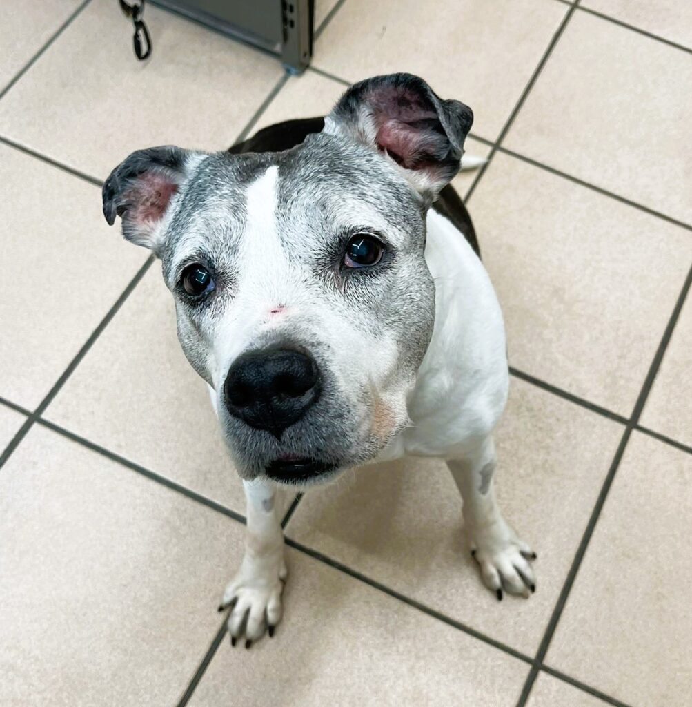 Leika, une charmante chienne serbe de 10 ans et demi, est une aventurière indépendante en quête de petits bonbons au magasin voisin. Affectionnée pour ses grandes balades et son amour des câlins, elle cache derrière sa malice un cœur fidèle et plein de tendresse.