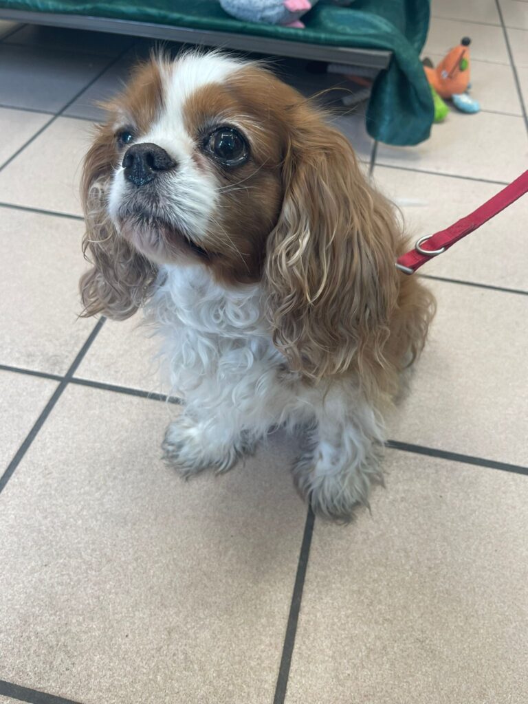 Lexie, Cavalier King Charles de 8 ans cette demoiselle est très gourmande et obligé sa maman a s’arrêté à la boutique pour ces bonbons préférer. Toutefois elle aime inspecter chaque mètre en balade en revanche adore la descendre, mais pas vraiment la montée… On notre également une grande qualité de ronfleuse !