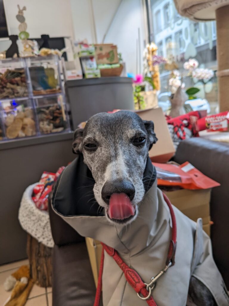 Lola, bientôt 8 ans, c'est une lévrier Whippet, sa passion dans la vie, c'est les friandises elle est précieuse et très sportive avec sa maîtresse. Ce qu'elle déteste par-dessus tout, c'est lui couper les griffes