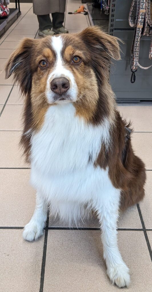 Mia, Berger australien