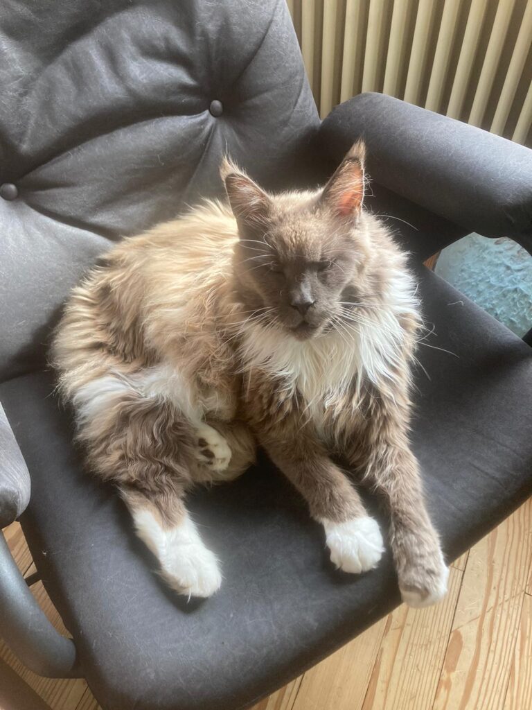 Next, Main Coon