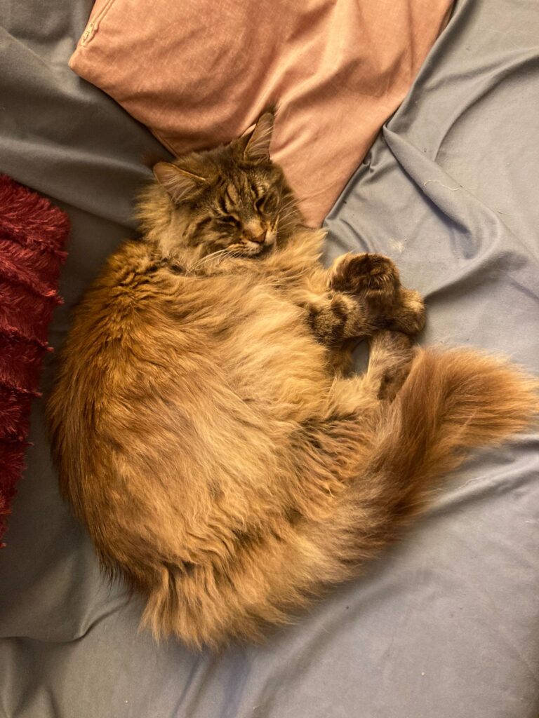 Niak Main Coon