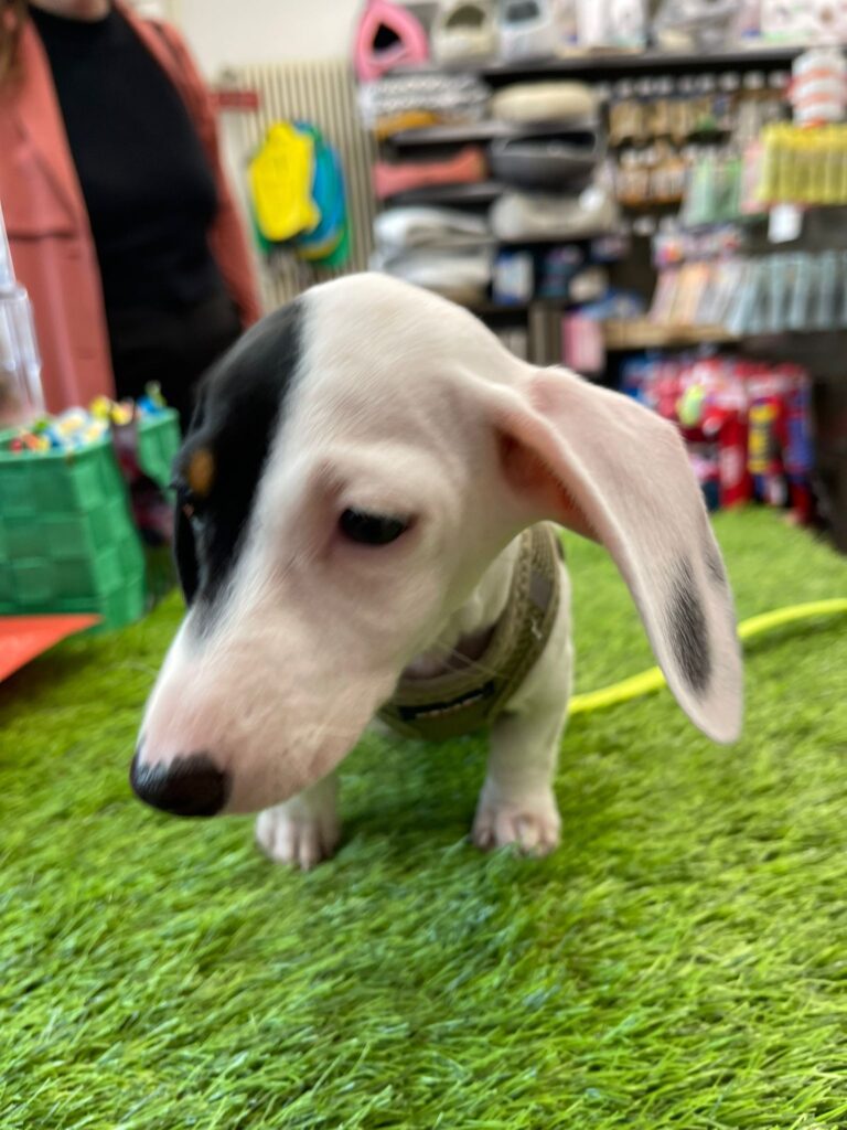 Pelote teckel piebald