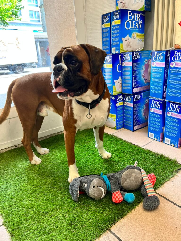 Popeye, chien boxer