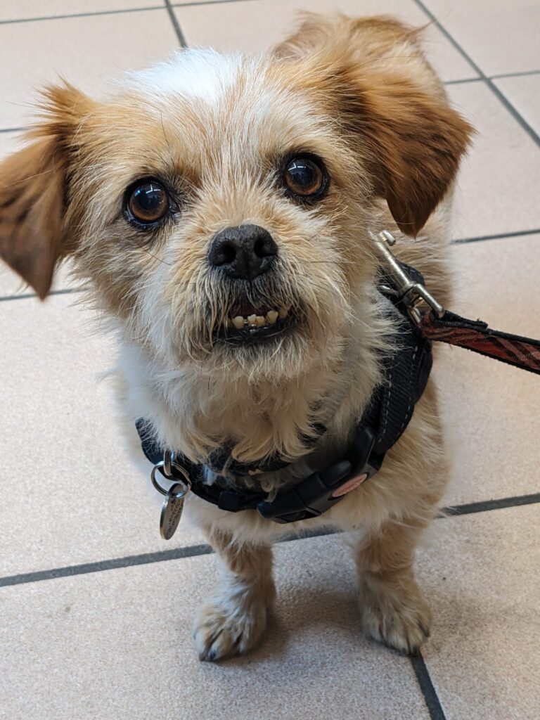 PtiLoup, petit chien des rues de Roumanie