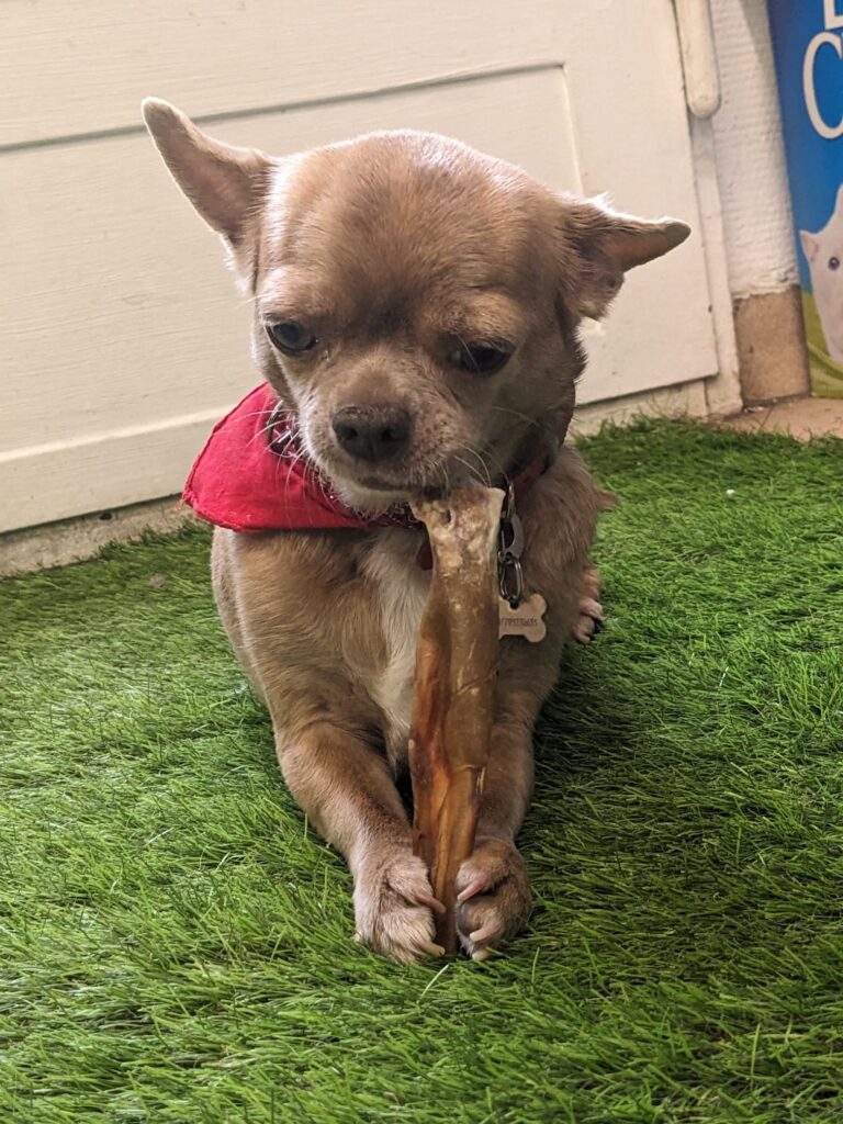 Rägi Chihuahua