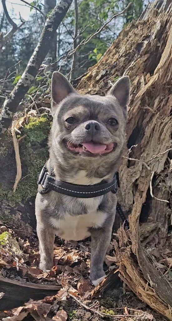 Raven Chihuahua