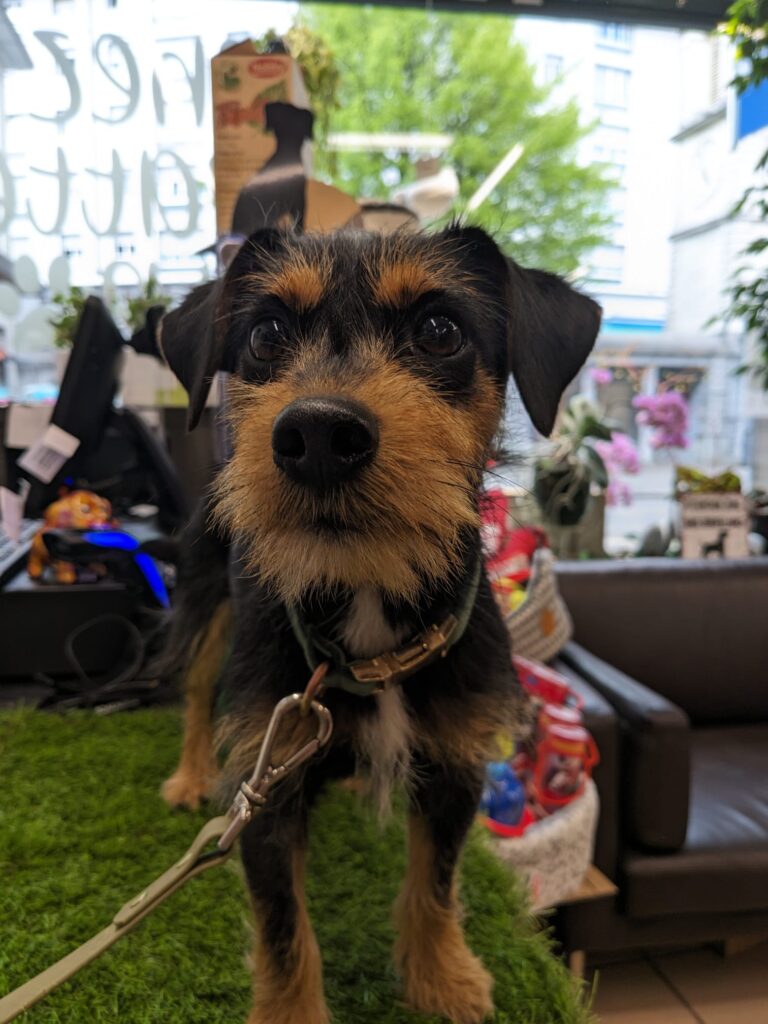 Scoot, petite fifille Jack Russell