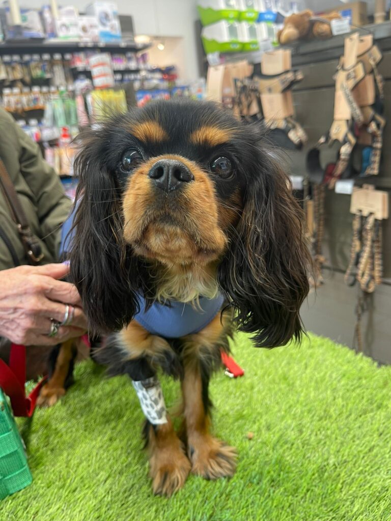 Victoria comme Queen Vitoria Cavalier King Charles de 8mois. Elle sort de chez le veto elle vient d’être stérilisée heureusement il y avait pleins de bonbon chez pattes à poils pour me remonter le morale….