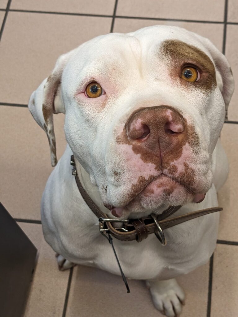 White, Americans Bully. merveilleuse chienne de 3ans pour 35kg. Très joueuse, elle adore les balles, mais ce qu'elle préfère par-dessus tout, c'est dénicher les gros morceaux de bois cachés dans les grosses pierres qui bordent le long du lac