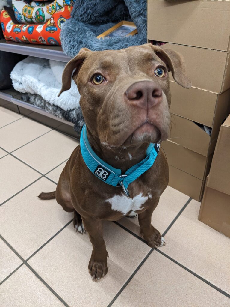 Zahia- American Bully