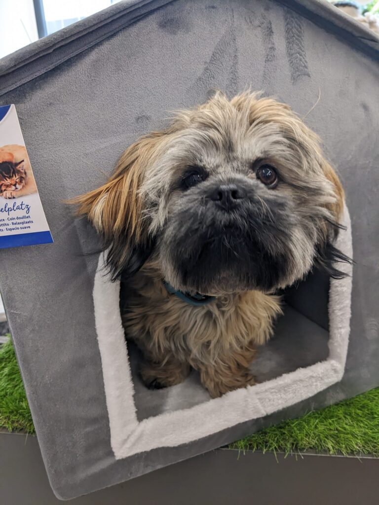 Zaiham Lhassa Apso