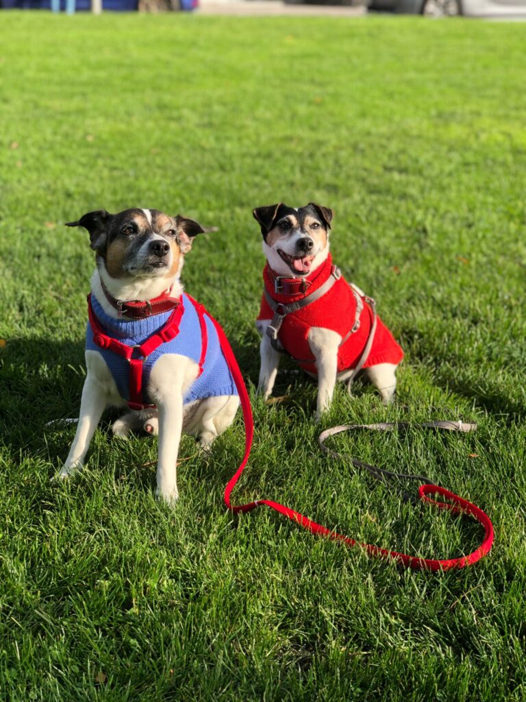 chien Maxi et nana ratier du jura