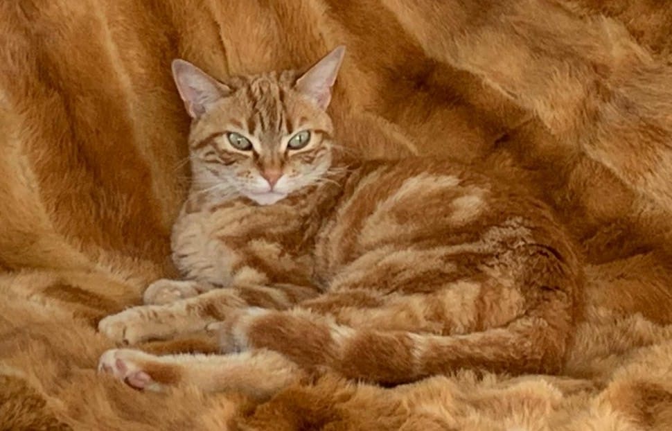 Artemis, chatte européenne de bientôt 6 ans.