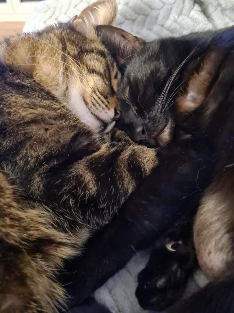 chats le tigré s'appelle Pepsi et sa sœur Zitoune