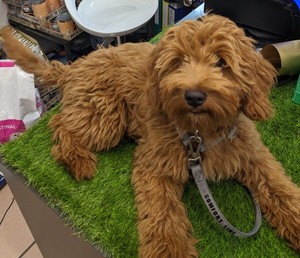 Anatole Goldendoodle