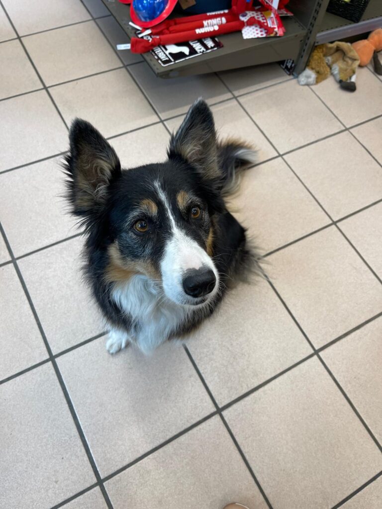 Luna Border collie