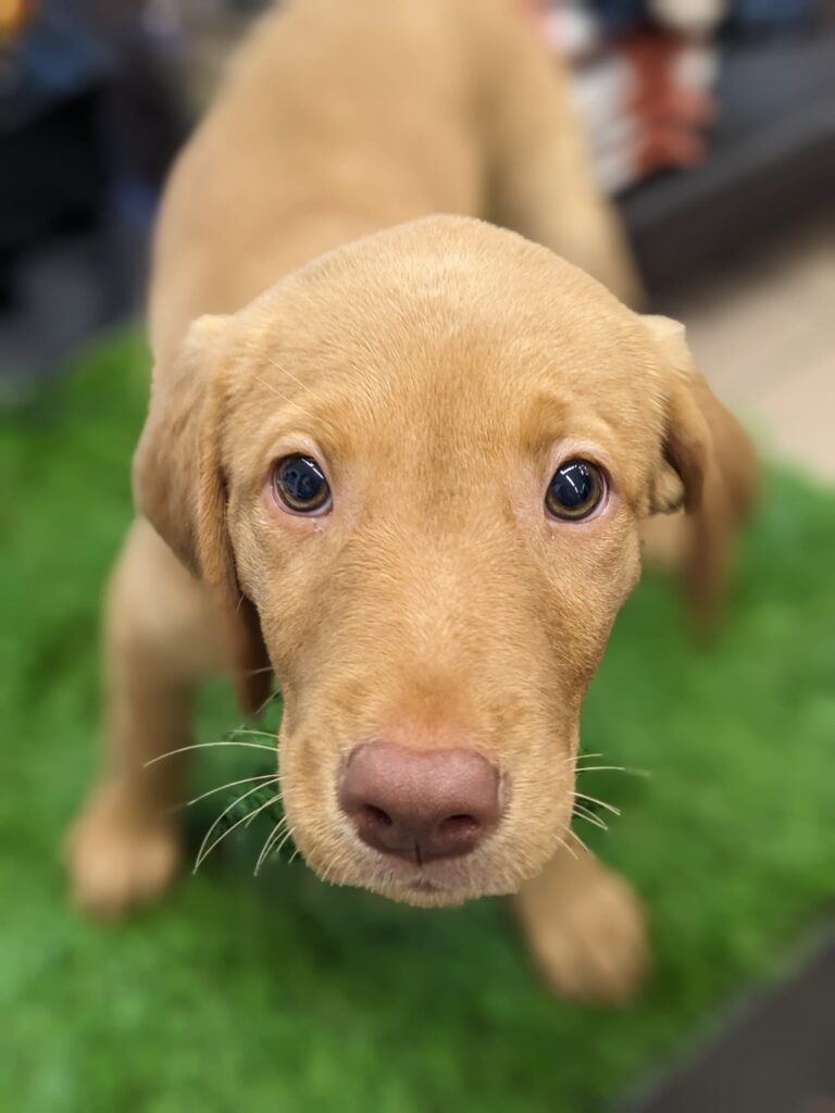 Stella Labrador croisé bouvier