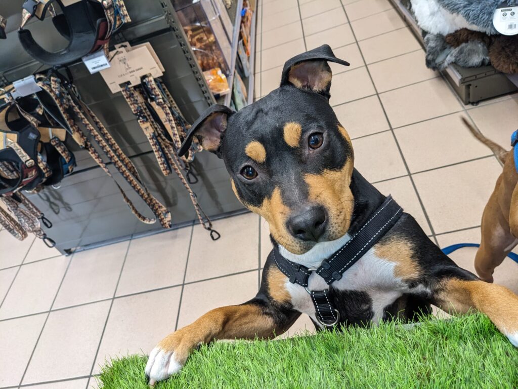 Taika American Staffordshire Terrier