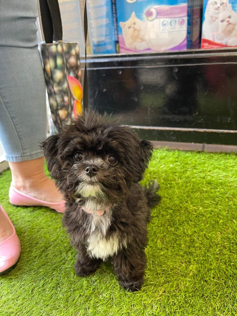 Aloha bichon bolonka russe