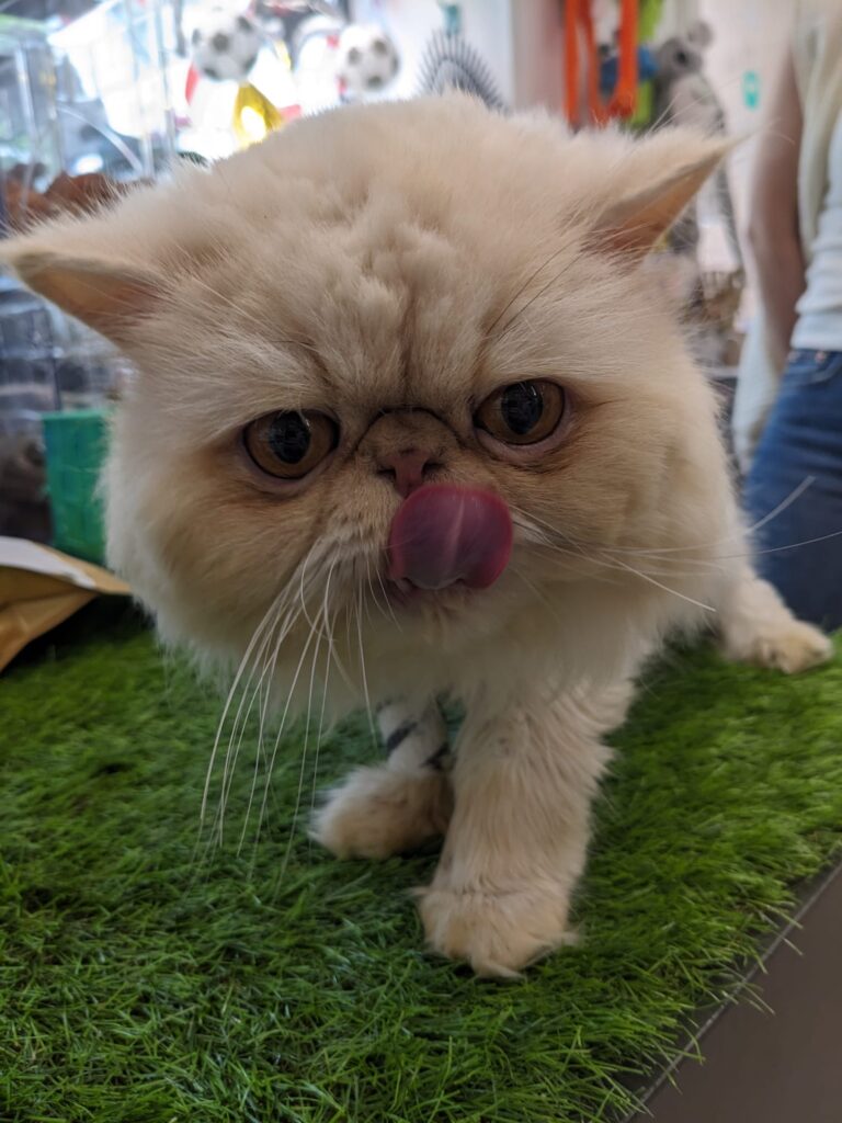 Léo, magnifique chat Persan de 3ans1/2 Sa passion ce sont les humains 😍 sa maîtresse dit de lui que c'est un chien-chat 🥰