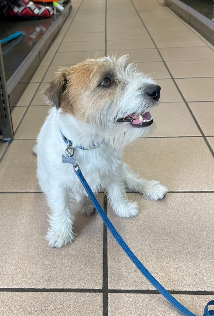 Vigo jack Russel