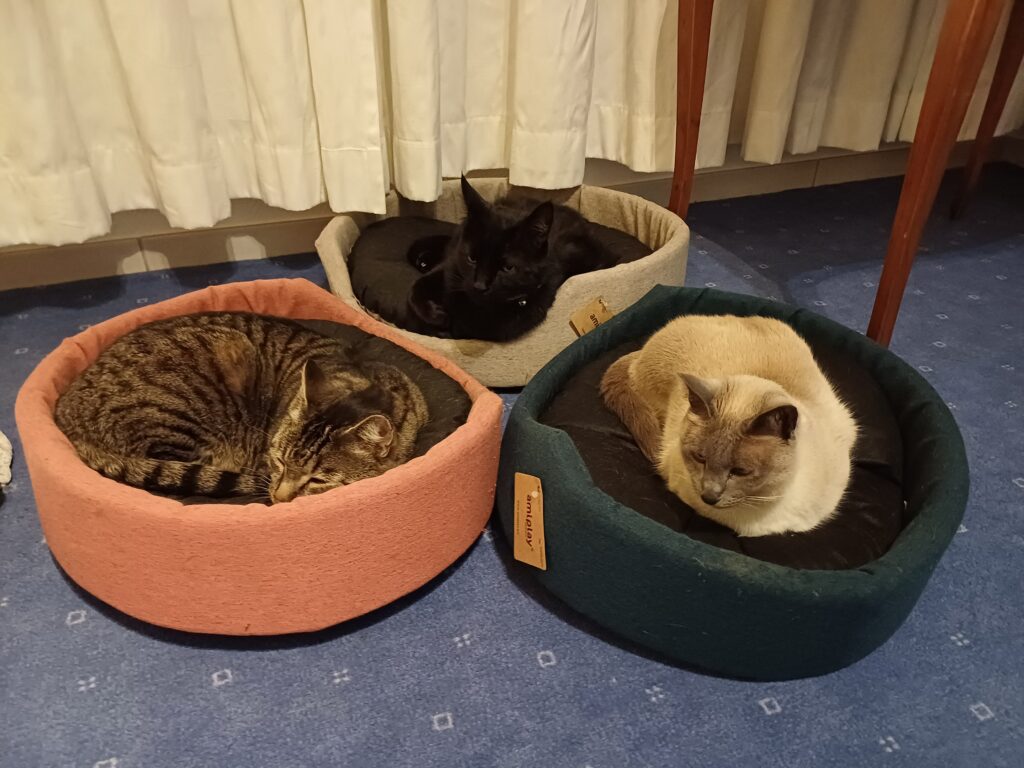 3 chats Bilbo, Baggy et Bahia