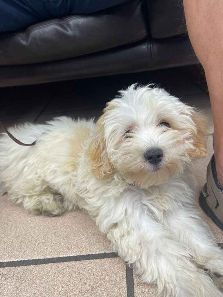 Ginger petite bichon havanais de 3mois
