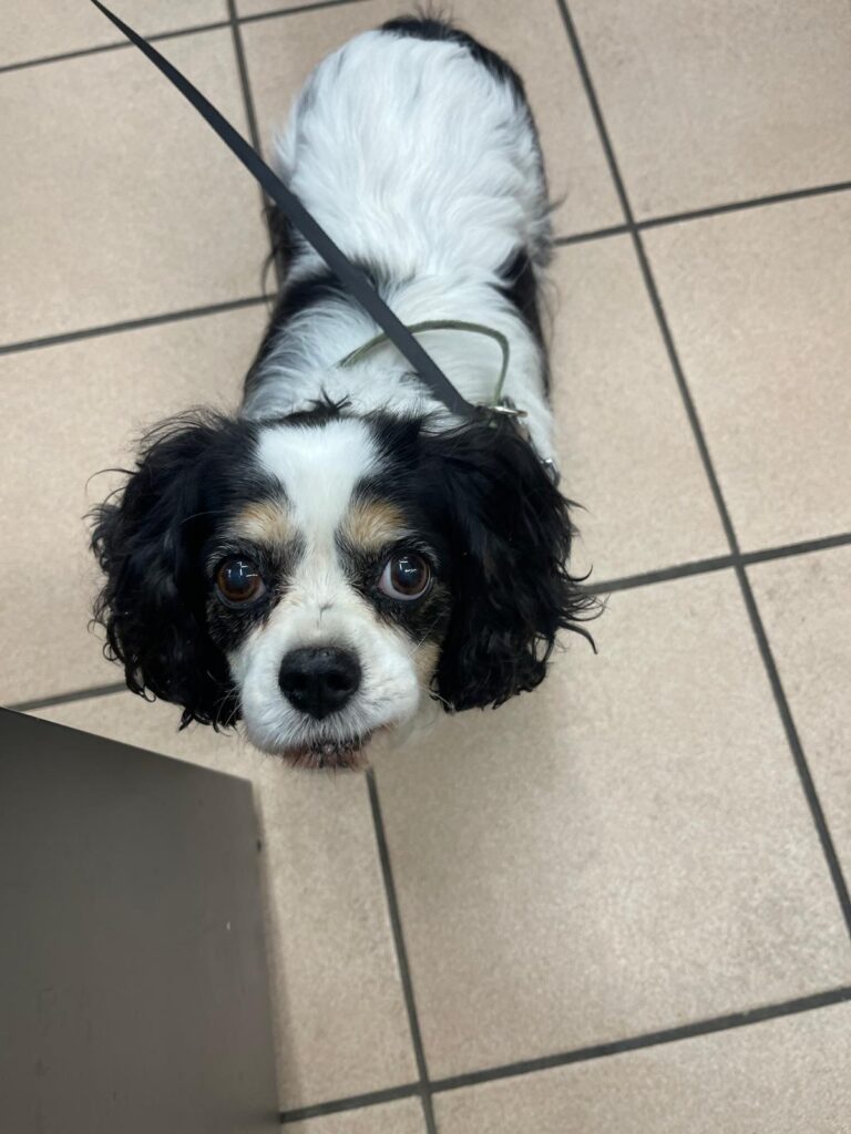 Lilou Cavalier King Charles