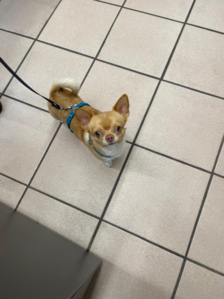 Macchiato chiwawa