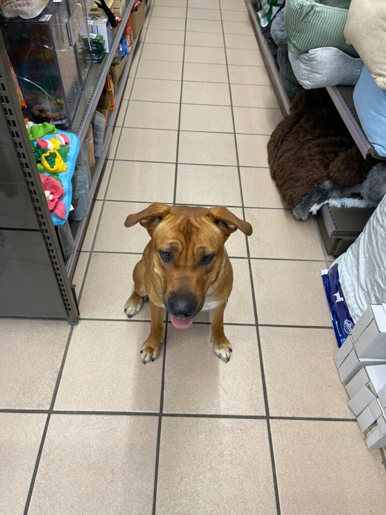Nai-ma labrado boxer