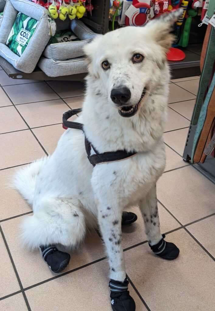 Naïma, Chienne des rues de Romanie elle déteste les orages, mais adore les bonbons et les balades libre.