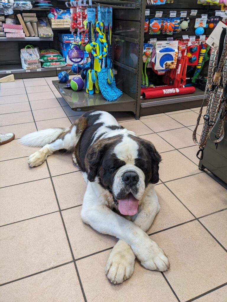 Phoenix Saint Bernard