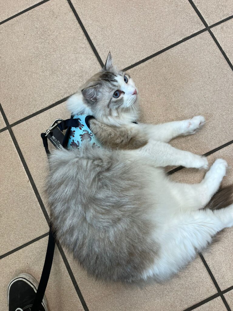 Cupidon, un sublime Ragdoll de 3 ans. Un véritable petit explorateur, roi de l’évasion.