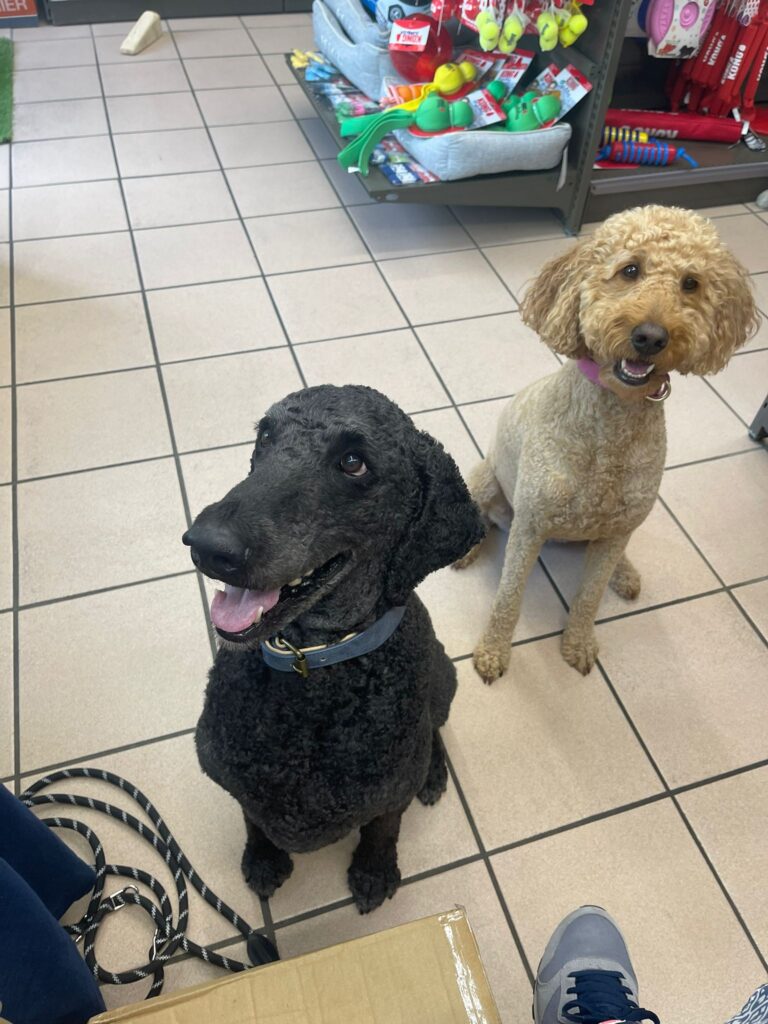 Lilu et Skokie Goldendoodle
