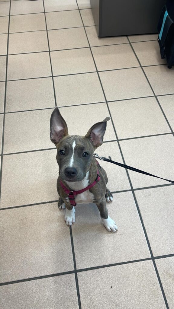Lima c‘est une Amstaff qui a aujourd’hui 4mois elle est très gourmande et ne veux jamais partir de la boutique sans avoir tout goûter