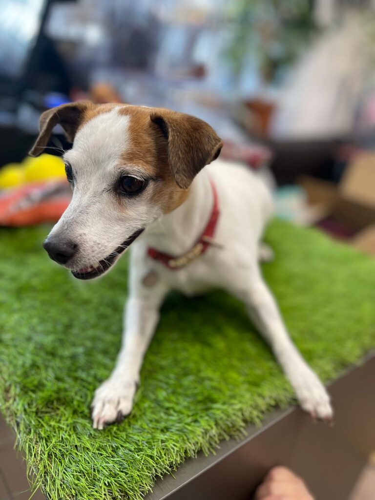 Pipa jack Russel de 12 ans